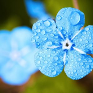blue flower, dew, dewdrops-2197679.jpg